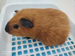 -Moni星球萌宠·小马宝莉·灵蛇·高端高阶全萌宠互动体验俱乐部(红豆国际广场店)