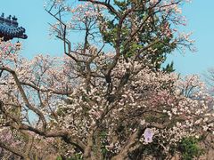 -梅花山(明孝陵内)