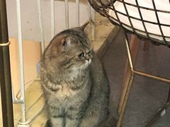 -豆老板的猫咖啡(碑林博物馆店)