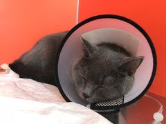 -瑞派福兴宠物医院犬猫全科·骨科·中西医结合(河东店)