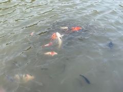 -广州凤凰城酒店-维也纳西餐厅