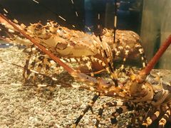 -Isla Sugbu Seafood City