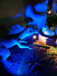 -恐龙探索乐园(磁器口店)