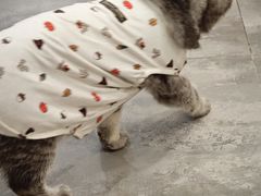 -楼上猫咖(罗湖店)