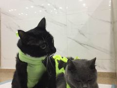 -伟伟宠物医院·CT影像中心·瑞派犬猫综合性门诊(汉口总院)