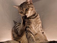 -猫儿山۰猫主题餐厅