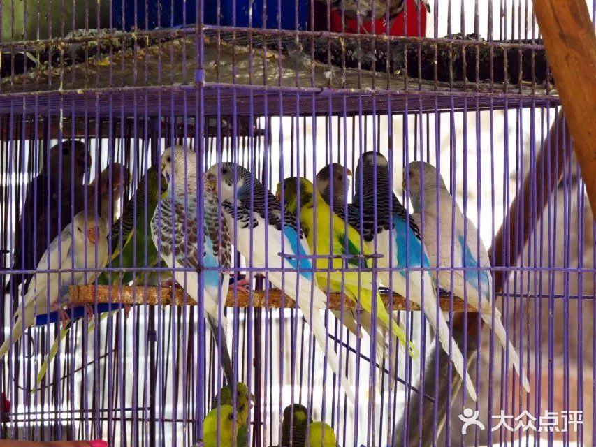鸽子市场,啥子稀奇古怪的小动物都有~