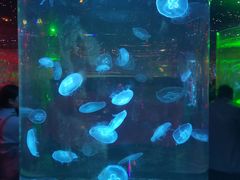 -太奥幻太奇海洋馆