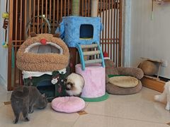 -Catmate·猫肥家润(金润铂宫店)