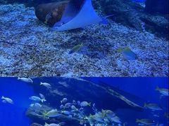 -海合安武汉极地海洋公园