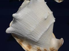 -青岛贝壳博物馆