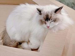 -瞄一喵猫咖(格力海岸店)