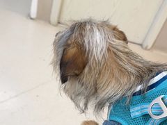 -爱妮康宠物医院·干细胞免疫细胞·肿瘤·心脏(张江店)