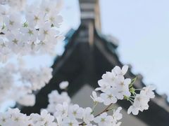 -武汉大学-樱园