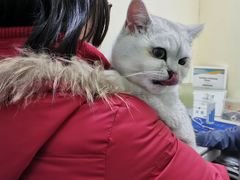 -佳怡动物医院·平价24小时·猫专科骨外科