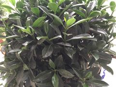 -西岭雪山大飞水景区