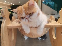 -飞行喵MR PILOT|猫舍·猫咖(静安大融城店)