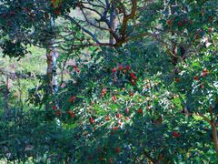 -大岭沟猕猴桃谷风景区