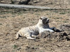 -大连森林动物园