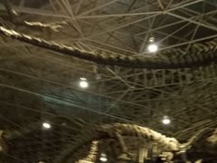 -世界恐龙谷景区