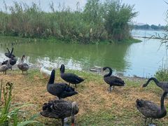 -西山漾湿地公园