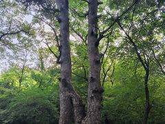 -北陵公园