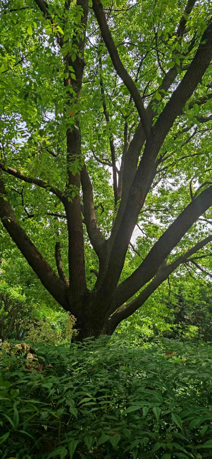 工农公园-"工农公园面积小人气高人流量大,是杨浦中原.