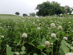 -松山湖梦幻百花洲