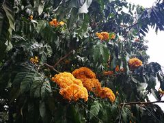 -中国科学院西双版纳热带植物园