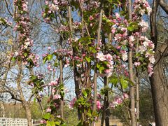 -武清南湖绿博园