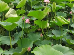 -长春市南湖公园