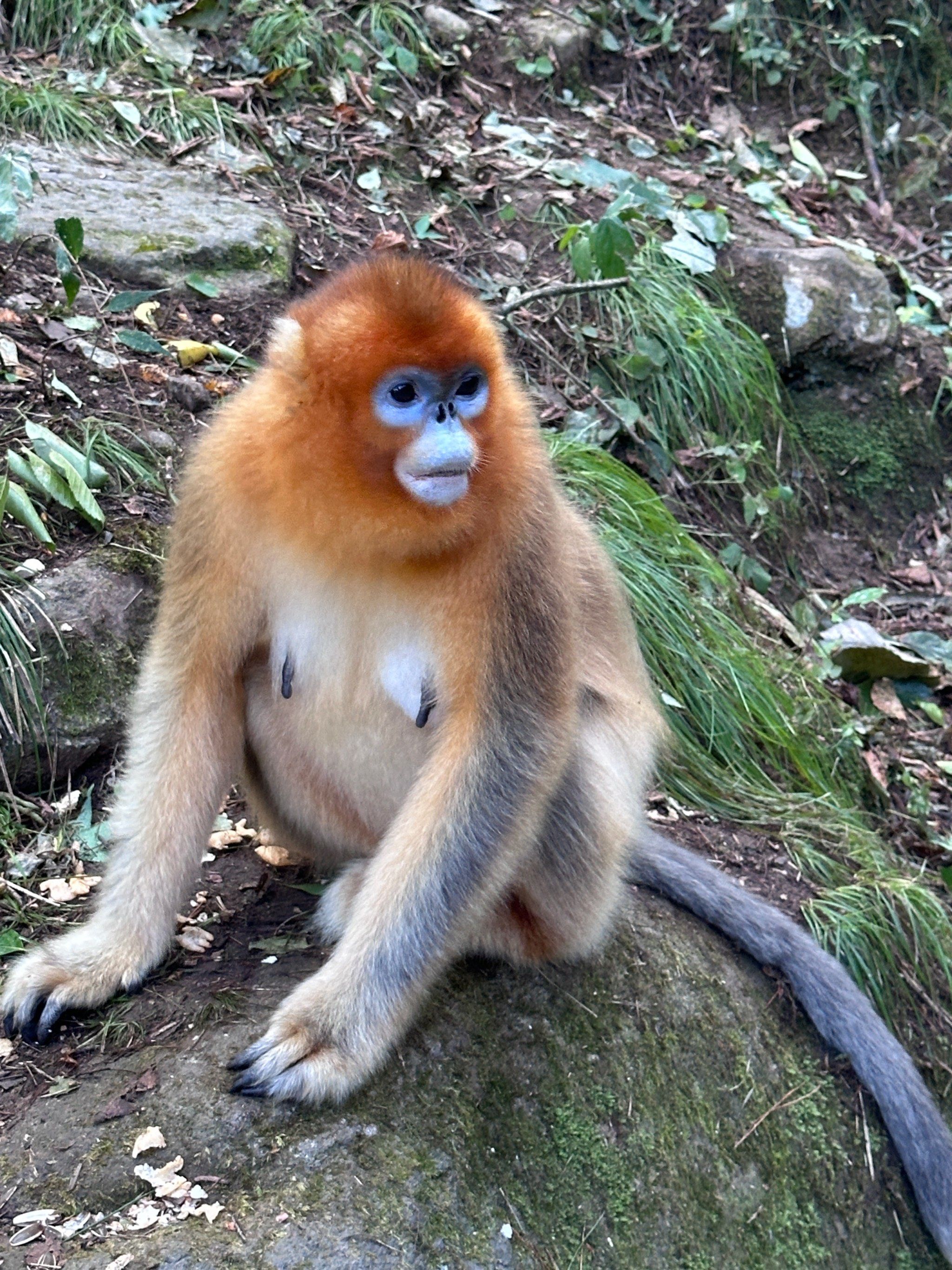 小短尾猴的微笑