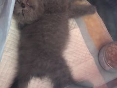 -Bastet sally猫舍购宠(静安店)