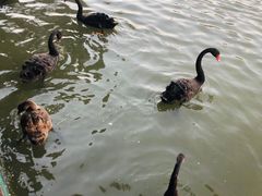 -五缘湾湿地公园