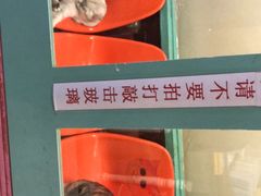 -猫咪博物馆(顶澳仔猫街店)