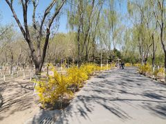 -大兴滨河森林公园