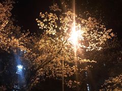 -武汉大学-樱园