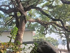 -江心屿景区