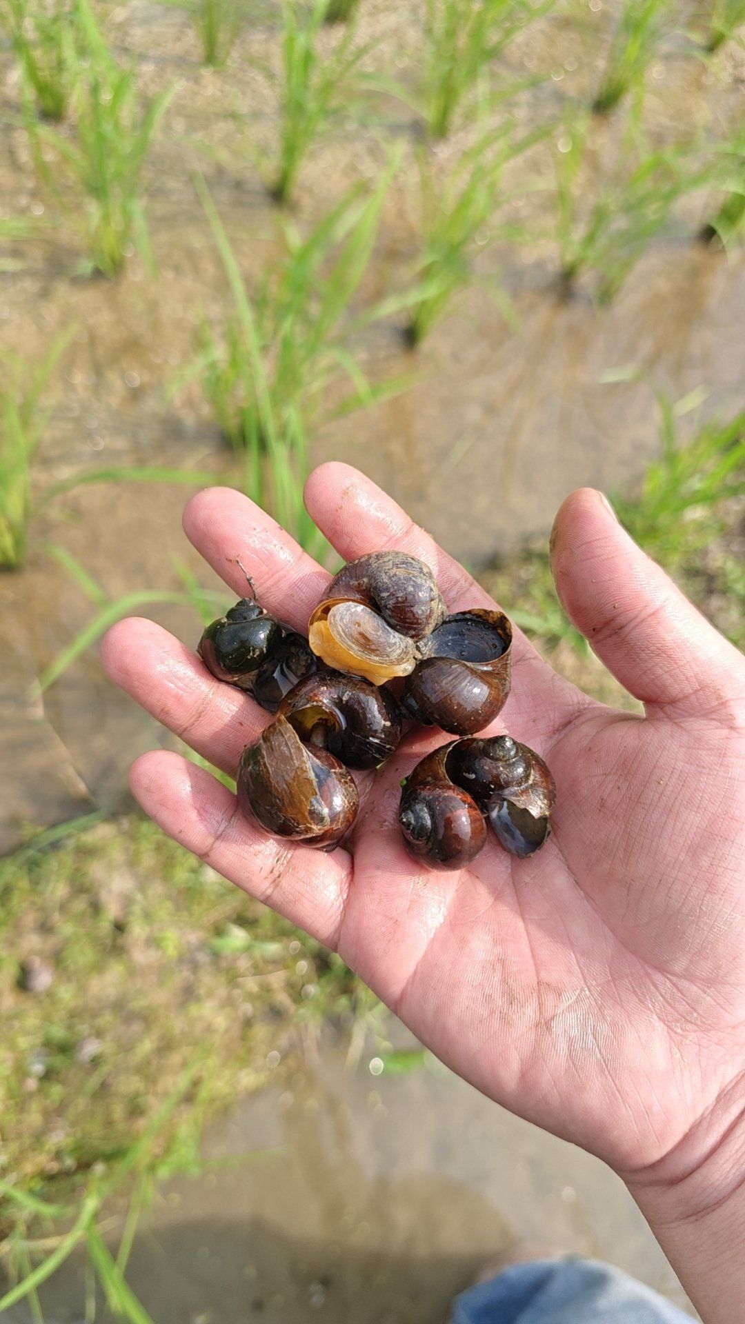 在田里捡的应该是田螺了吧?