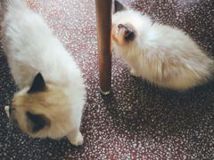 -猫色咖啡·猫咖