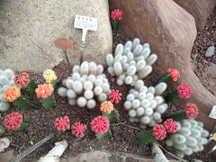 -南通洲际绿博园