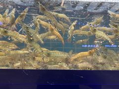 -0048鲜活香辣虾·火锅(铜陵路店)