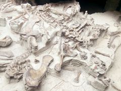 -自贡恐龙博物馆