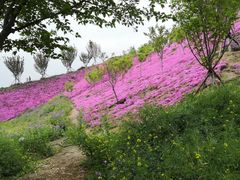 -古柏渡飞黄旅游区