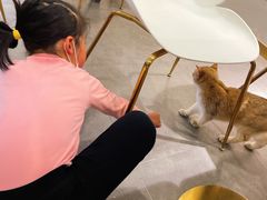 -飞行喵MR PILOT|猫舍·猫咖(静安大融城店)