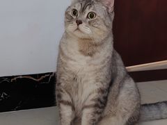 -瑞派先诺宠物医院•猫专科•普外科•中兽医(佛山院)