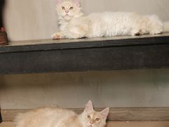 -十年猫舍·猫咪专门店(普陀店)