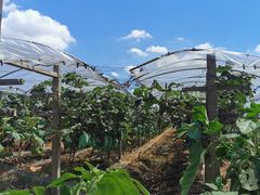 -马陆小张葡萄园农家乐