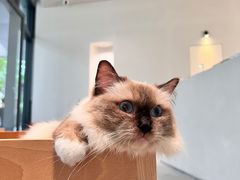 -创凡宠物医院·骨专科  猫科中心(西乡分院)