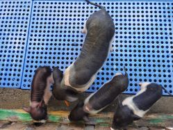 -萌宠亲子动物乐园(槐房万达店)